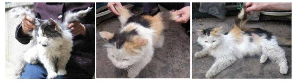 Winged cat.