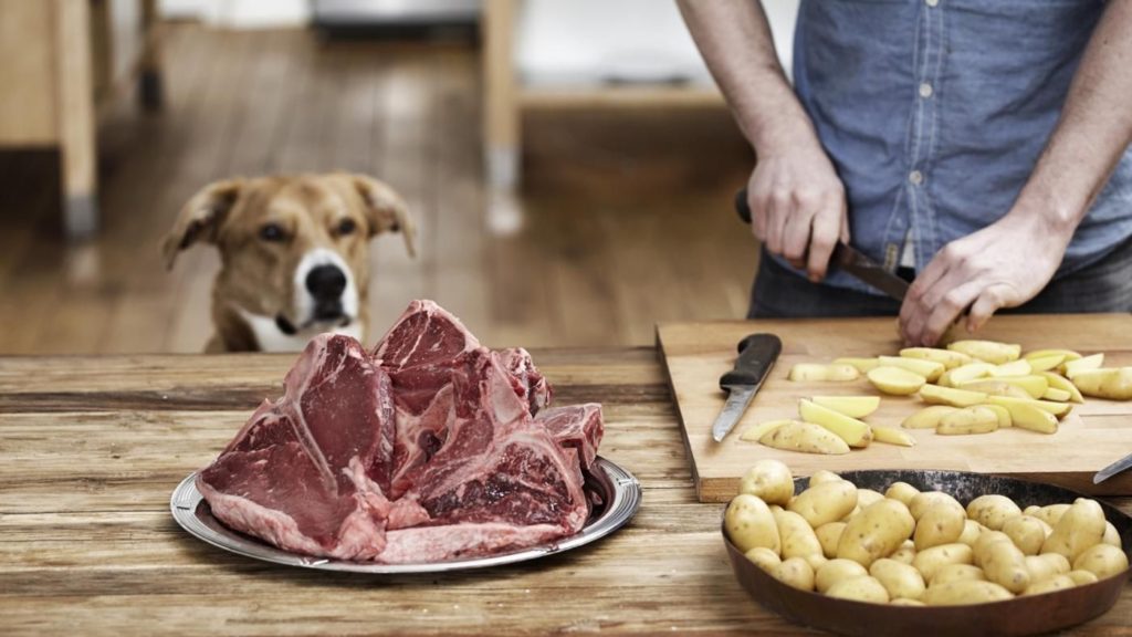 Dog in the kitchen.