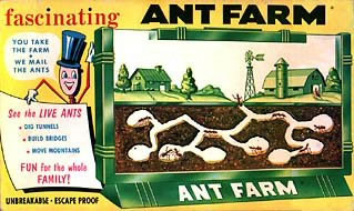 ant farm