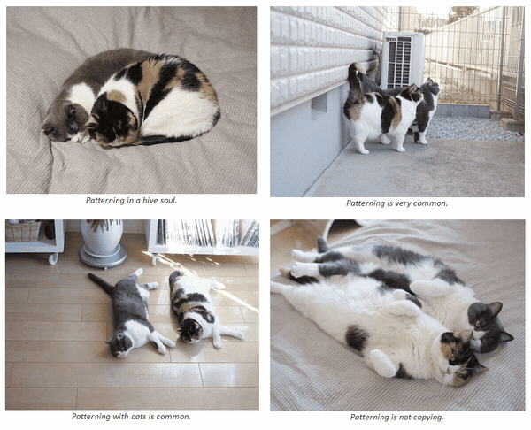 Cats have the ability to bond with other cats. This manifests as patterning behavior.