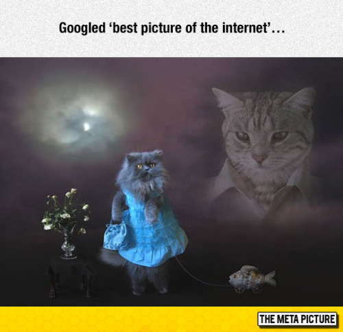cute and funny kitties.