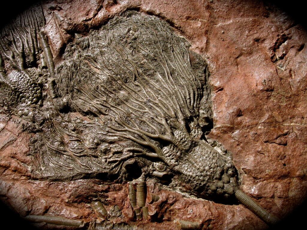 Crinoid