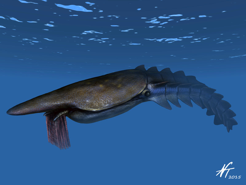 Aegirocassis