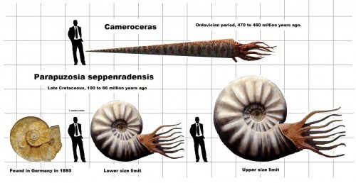 Cephalopods