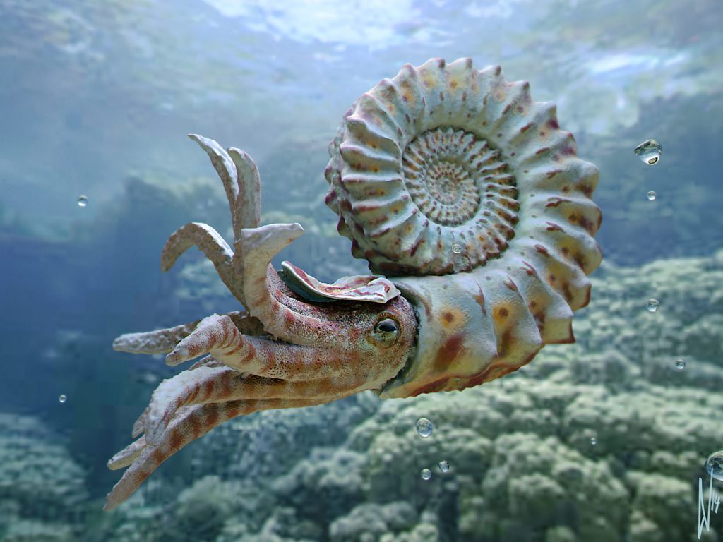 Nautiloid