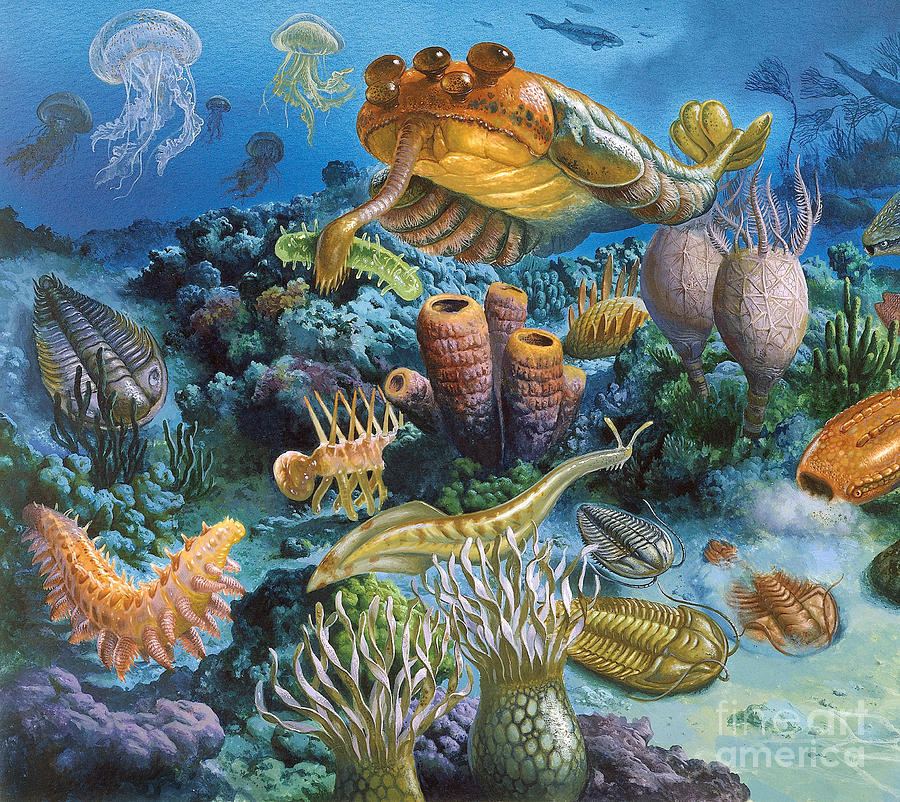 Underwater life