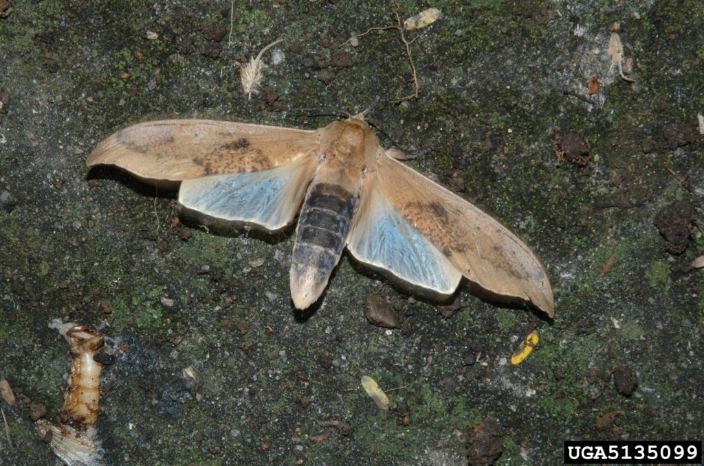 A species of  Myelobia.