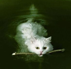 On other world-lines, life can be quite strange. As such the traveller to the world-line is affected by what he / she experiences. This could have potentially disturbing consequences. MAJestic strongly limited travel in the MWI. Swimming cat playing fetch.