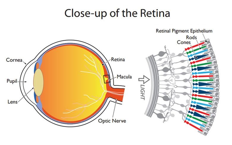 A diagram of the human eye, showing the location of the "eye cones".