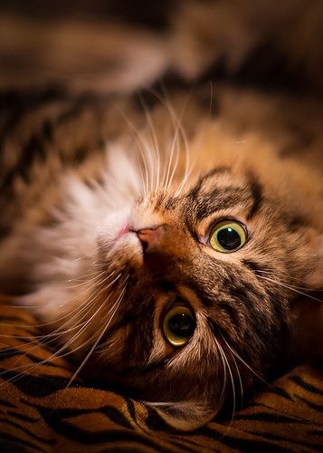 Favorite cat.