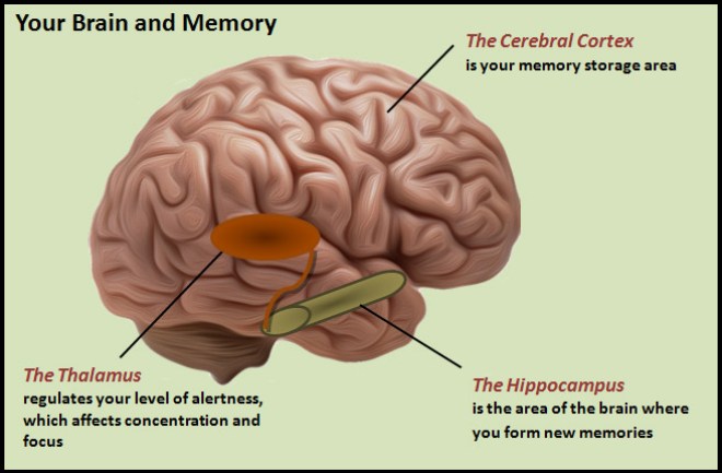 Conventional belief on how memories are stored within the body.