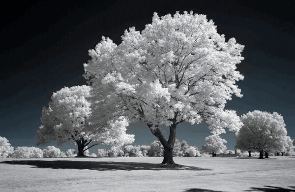 A species that has evolved around a red dwarf would be able to see in the infrared range of light, and to them, the planet would be well lit and vibrant, with skies that would be extra dark. Much like this.