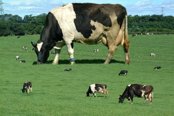 One mighty big cow.