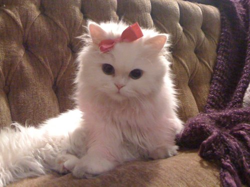 Cat 2