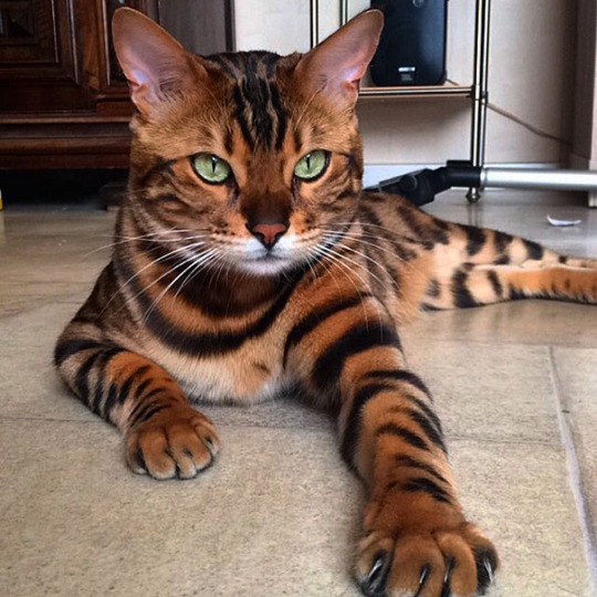 Cat lover post 1