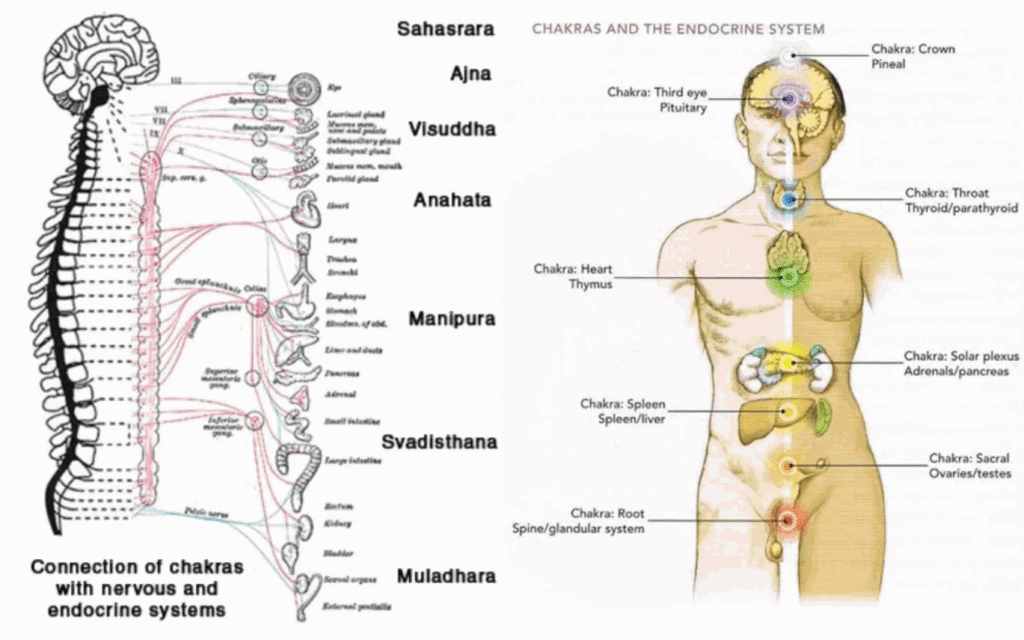 Chakras are the energy centers that are a part of a human energy shell or body (also known as the human aura). They are responsible for absorbing vital energy-informational particles of different spectrum from the surrounding environment and for releasing energy-informational particles from a human body. Chakras are like energy-informational routers that receive and transmit energy as well as information which makes it possible for us to interact with the surrounding environment (energy-informational field) and people.