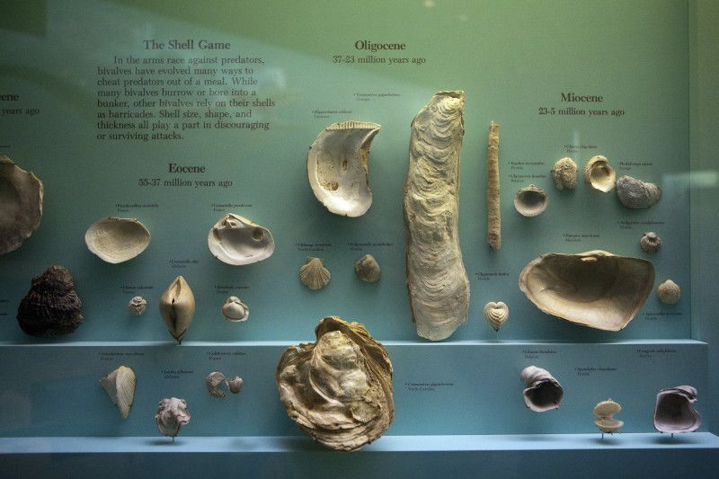 The shell type, configuration and shape can tell us a lot about the objects thta they attach themselves to.