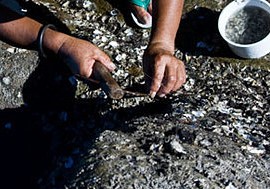 Harvesting Shellfish
