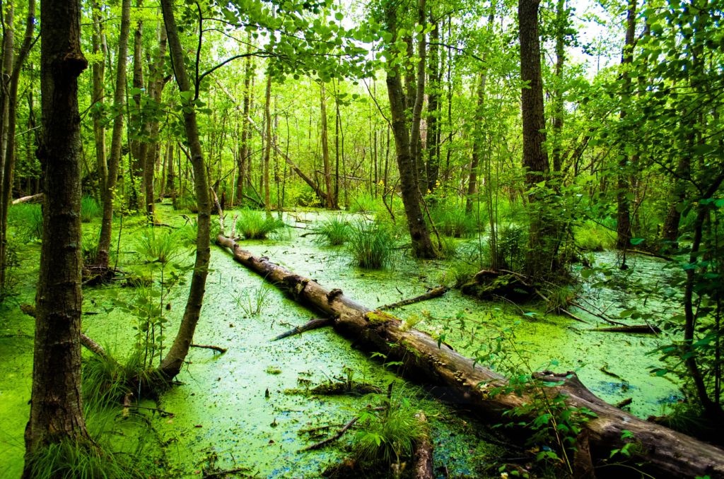 We need to understand what the environment was like at the time of the loss of the brass bell. Someone or something somehow lost the bell in a bog or swamp much like this. bog and swamp