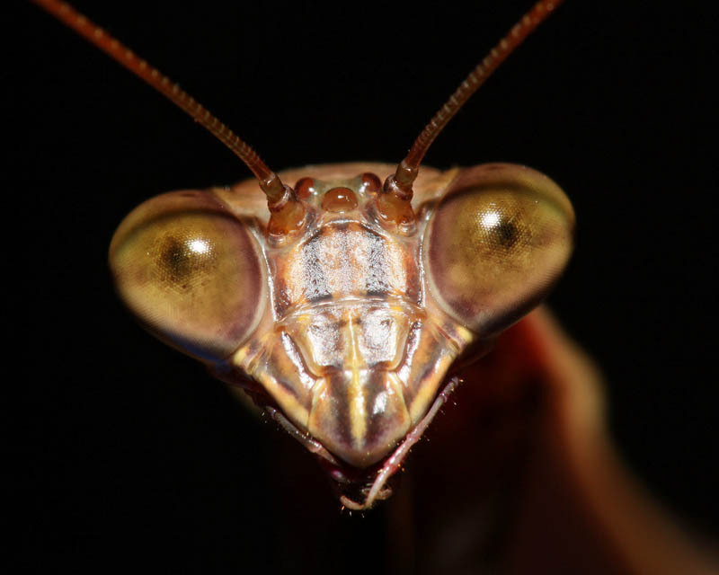 Mantis.