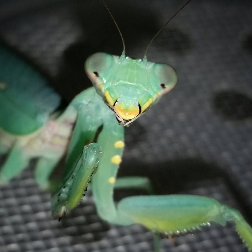 Triangular head of a Mantis.