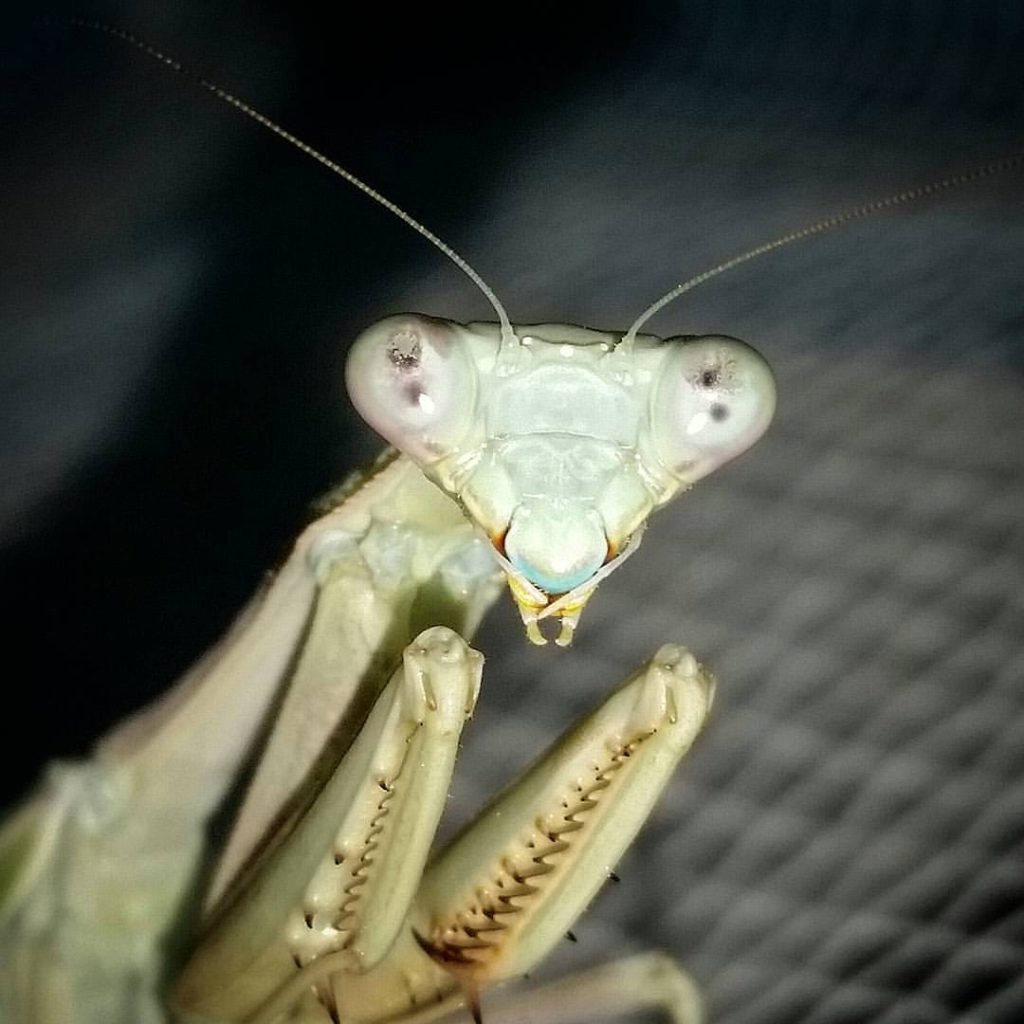 Mantis 3