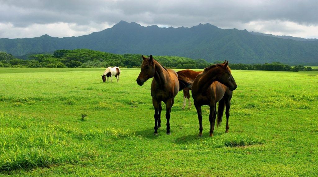 A beautiful horse farm.