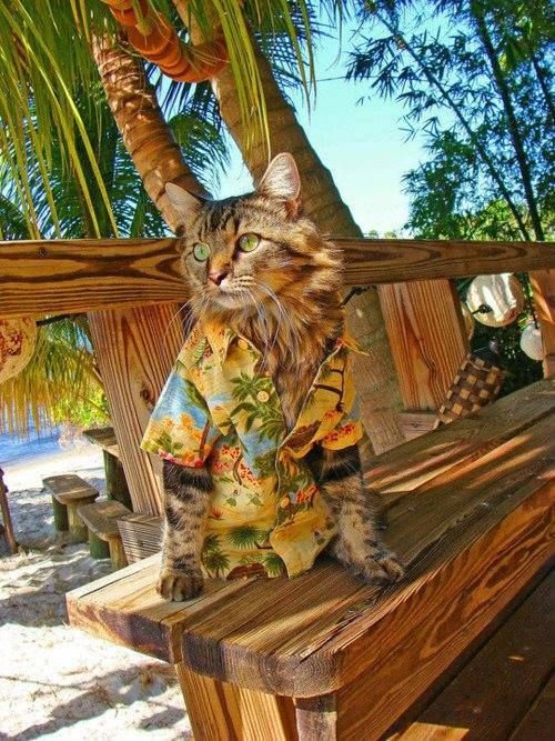 Island Cat - American Samoa.
