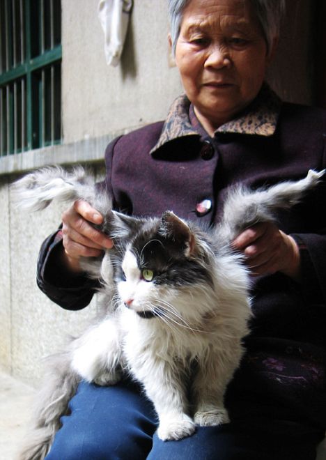 Winged Cat