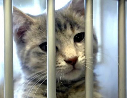 Prison for cats