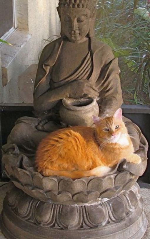 cat4