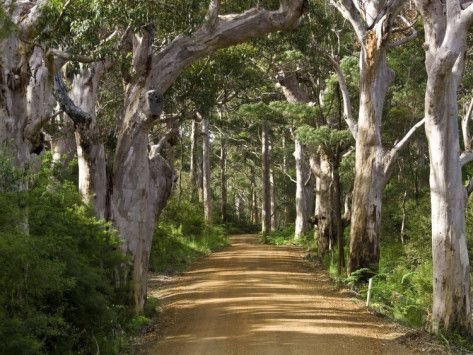 TBF02 — The Eucalyptus Road